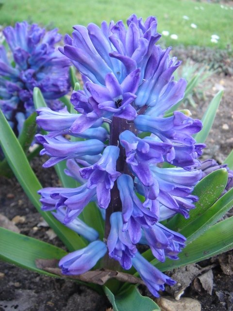 Hyacinthus orientalis 'Ostara' PB 11